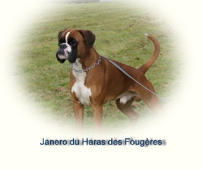 CH. Janero Du Haras Des Fougeres