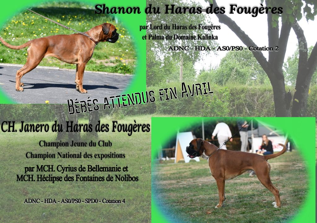 Du Haras Des Fougeres - BB ATTENDU fin avril  de SHANON et JANERO 