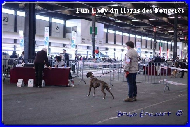 Fun lady Du Haras Des Fougeres