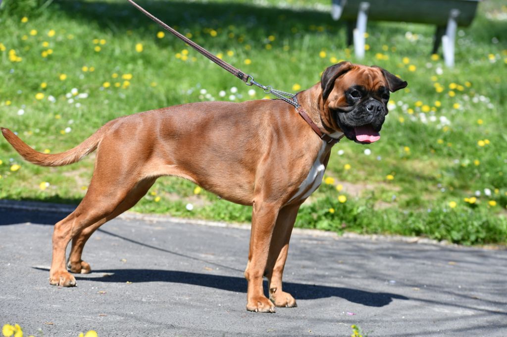 Shanon Du Haras Des Fougeres