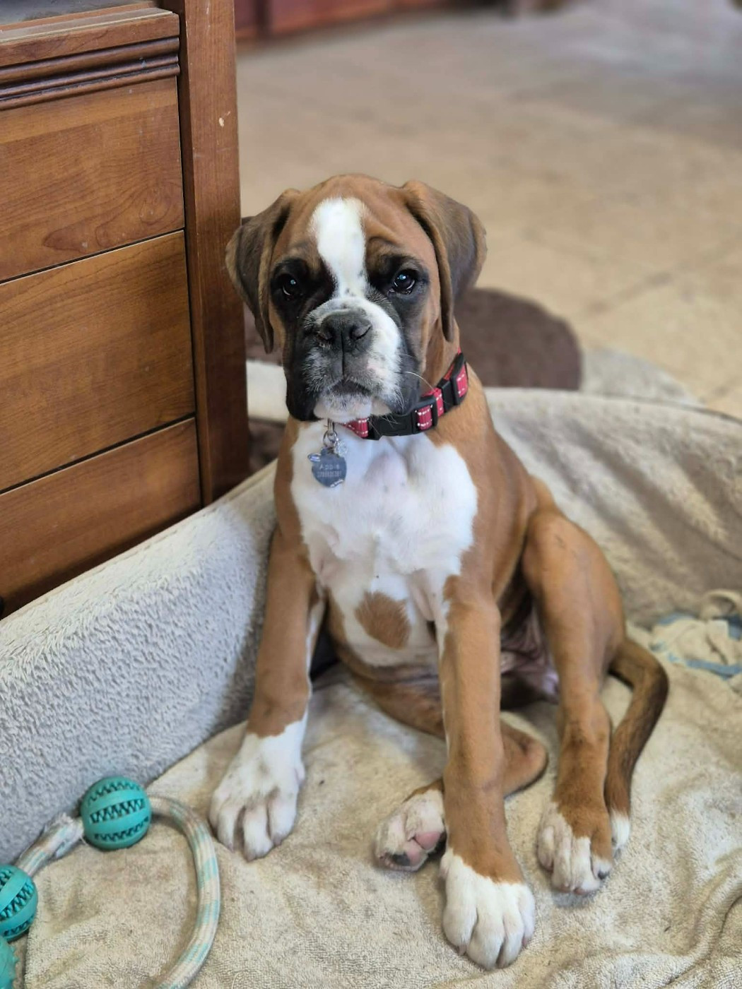 Apple Du Haras Des Fougeres