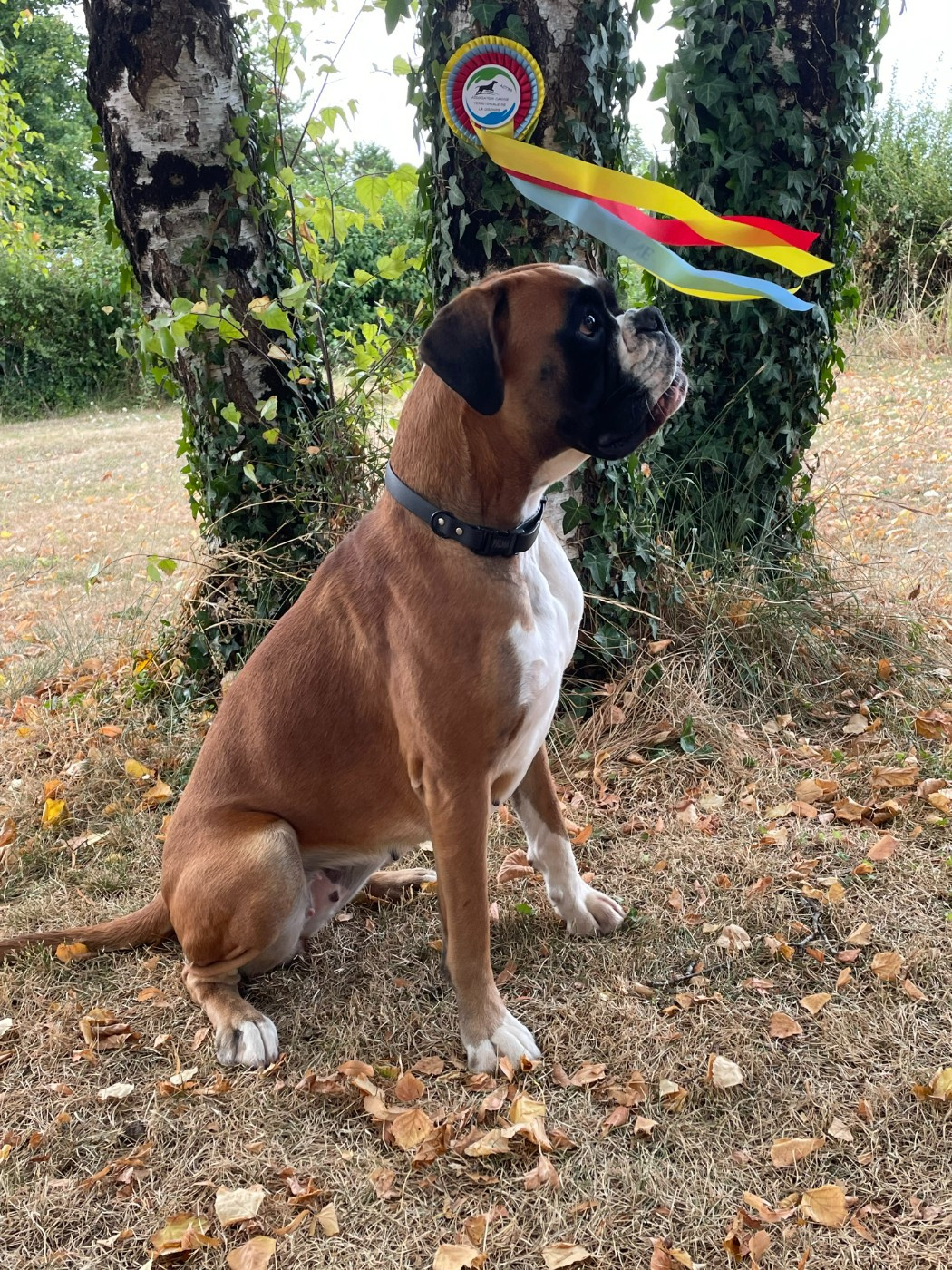 PROCHAINE PORTEE 2026 avec VELVET du Haras des Fougeres