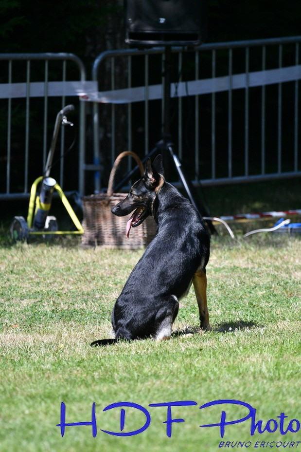 NOUVEAU ! 1er portée de BERGER ALLEMAND (a dos droit ) prevu debut 2026