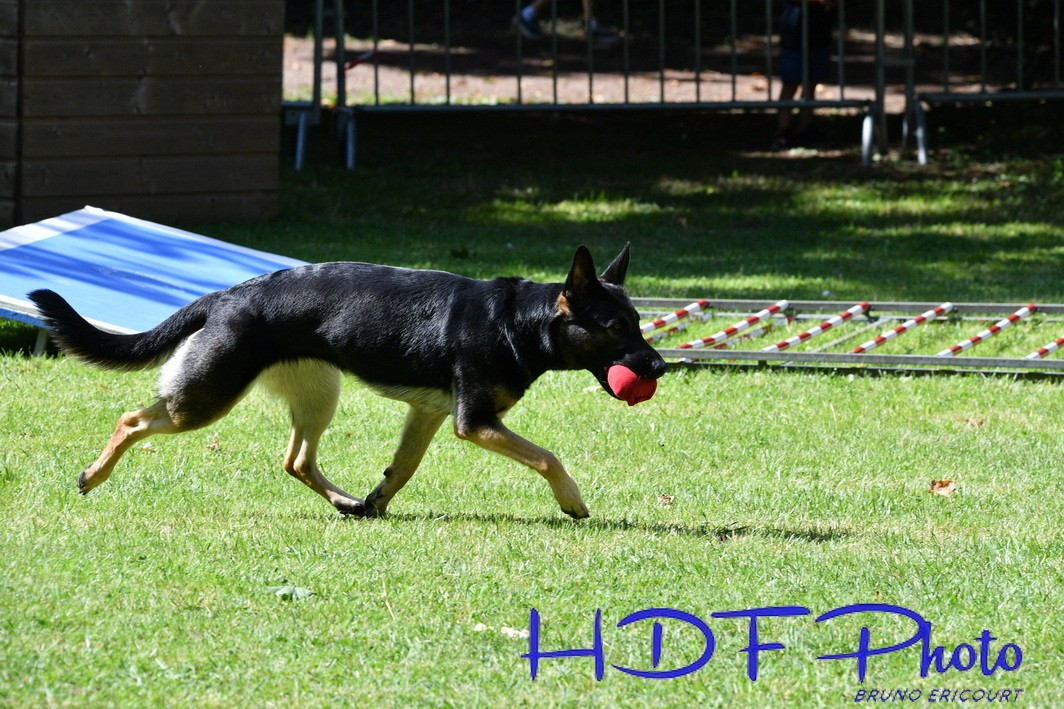 NOUVEAU !! 1er portée de BERGER ALLEMAND (a dos droit ) prevu debut 2026