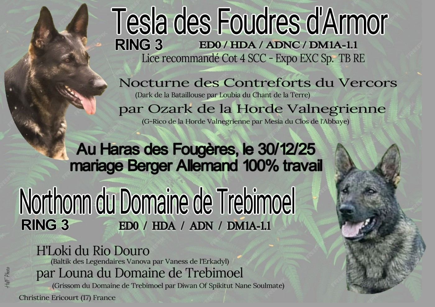 NOUVEAU debut 2026 ! 1er portée de BERGER ALLEMAND (a dos droit ) Reservation OUVERTE !