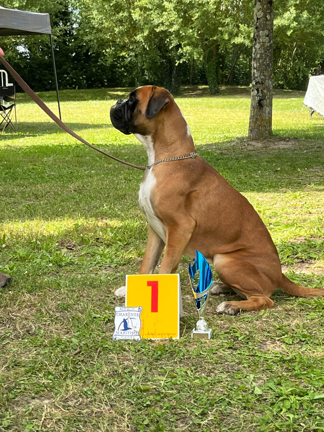 Du Haras Des Fougeres - MARAIGE pour VELVET DECALEE entre SEPT et NOV