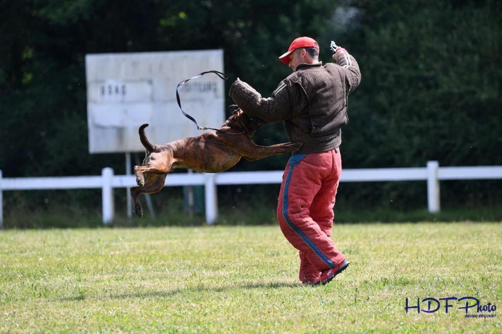 Du Haras Des Fougeres - LORD valide son BREVET de RING 