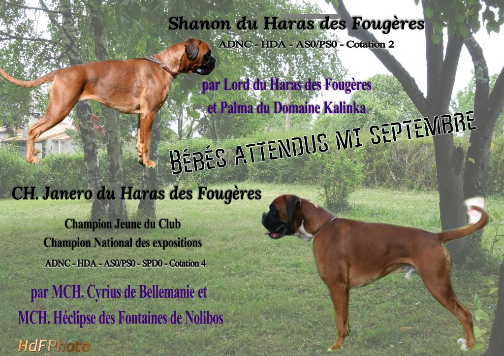  SHANON et JANERO GESTATION CONFIRMEE