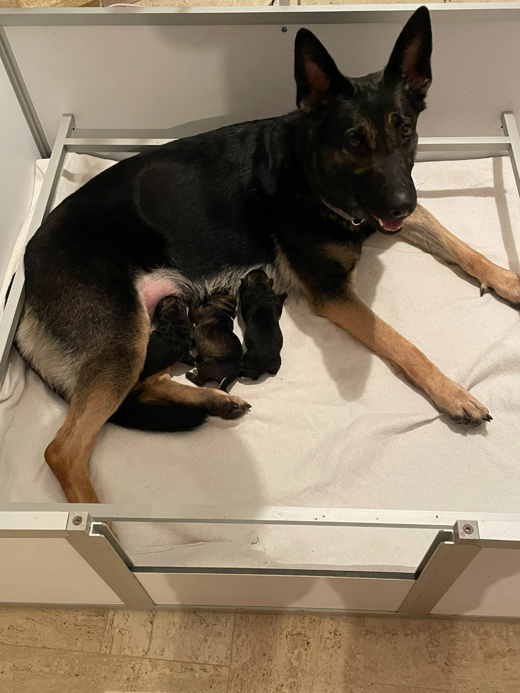 Du Haras Des Fougeres - Berger Allemand - Portée née le 28/02/2026