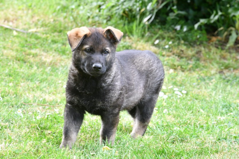 Du Haras Des Fougeres - Chiots disponibles - Berger Allemand