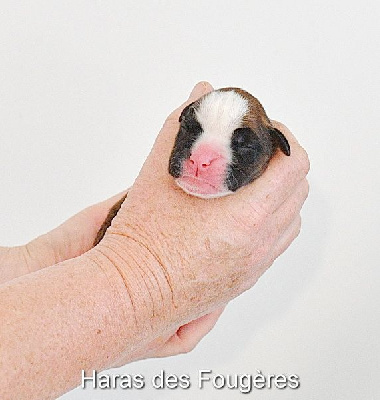 ROUGE  6