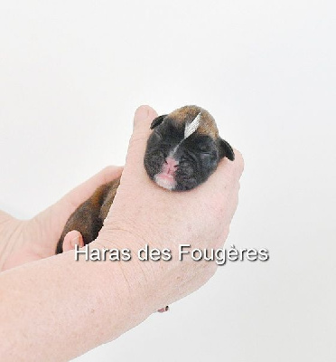 GRIS 3
